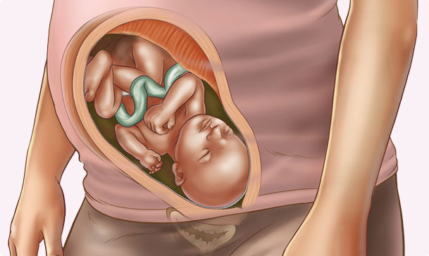 33 haftalik gebelik hamilelik